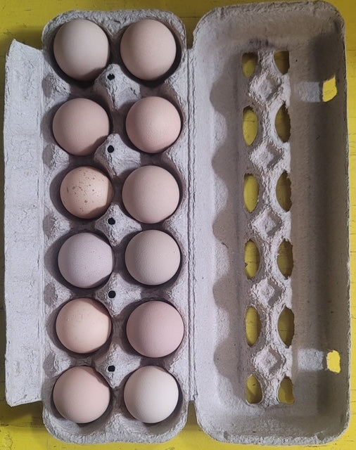 12 x eggs of Guineau fowl / Pintade