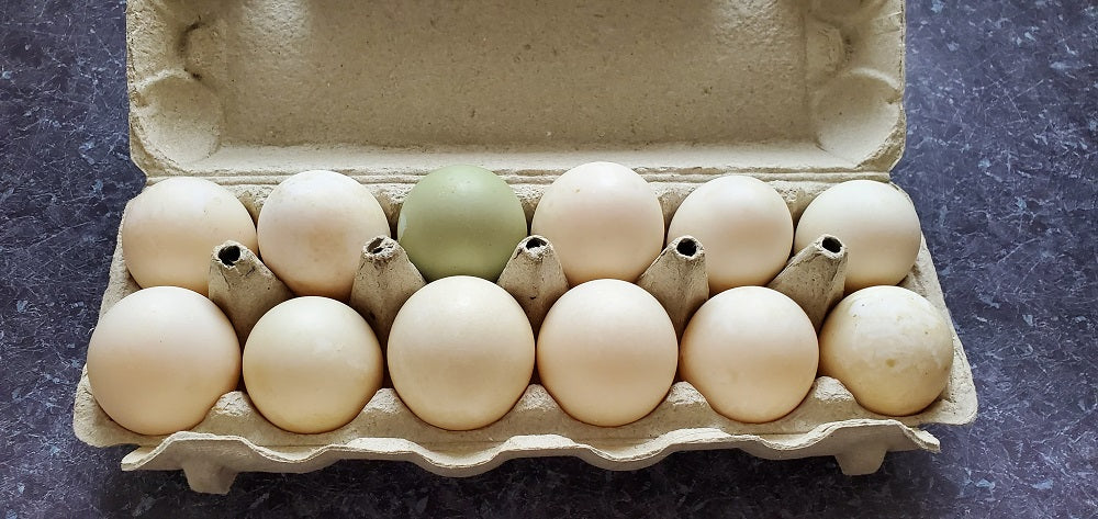 12 x Duck Eggs Certified organic and Kosher