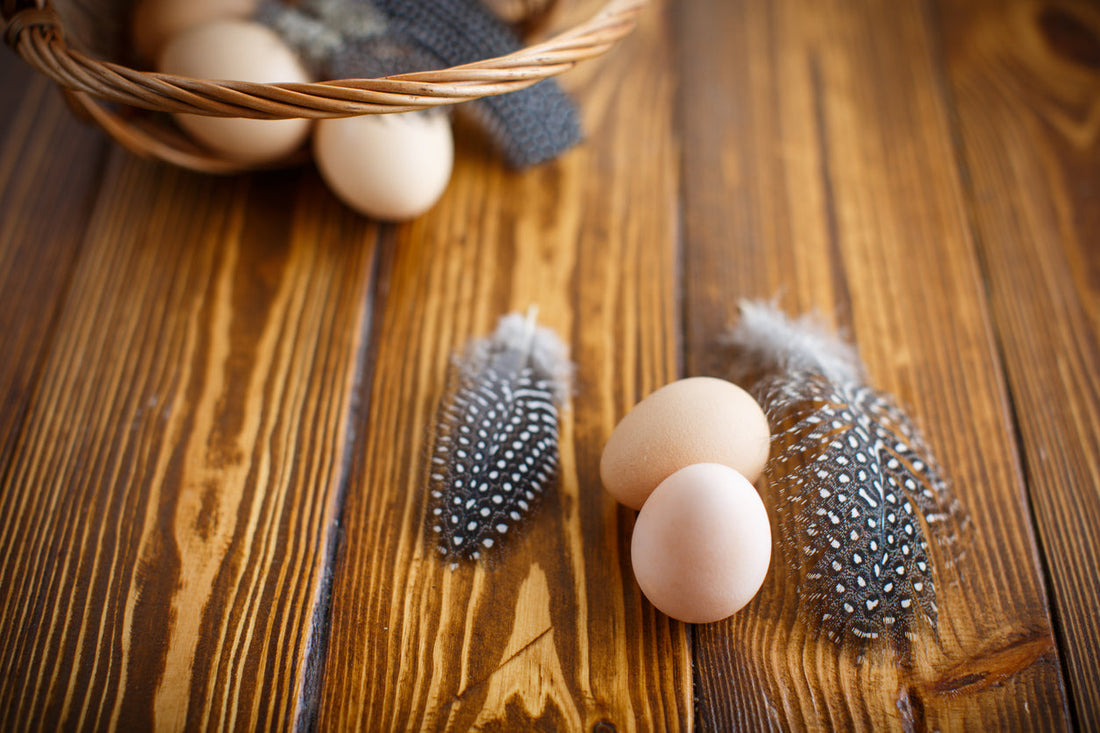  Guinea Fowl Eggs in Montreal