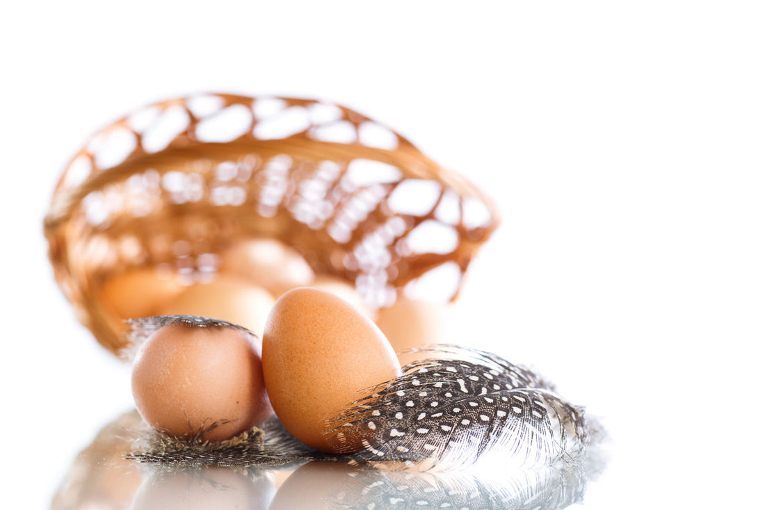 Guinea Fowl Eggs