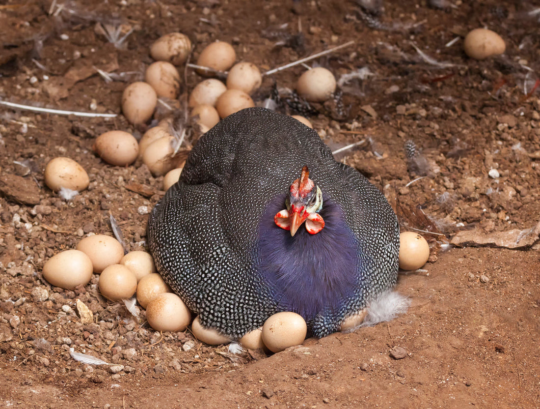 Why You Should Try Guinea Fowl (Pintade) Eggs: A Gourmet's Secret