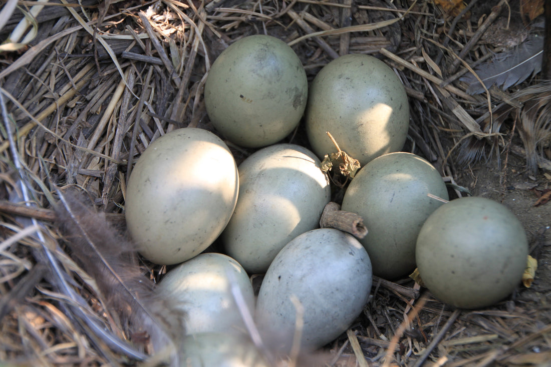 Pheasant Eggs at Le Capitaine