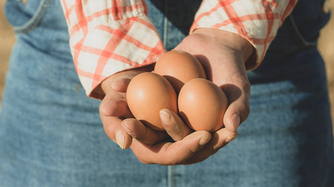 Brown or White? What Really Makes a Great Egg (and Why Free-Run Matters)