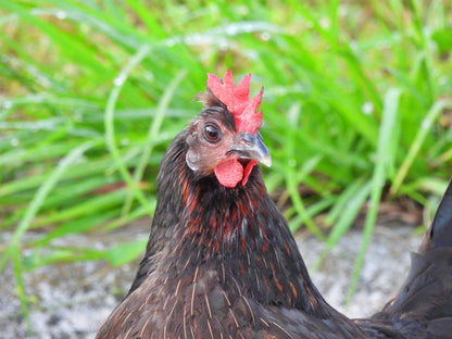 Le Capitaine jumbo white eggs, dozen - the hens that lay our eggs