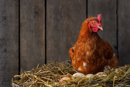 Le Capitaine double-yolk extra-large white eggs, dozen - the hens that lay our eggs