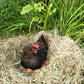 12 x Organic Biologique Large Brown Eggs