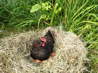 Le Capitaine certified organic large brown eggs, dozen - the hens that lay our eggs
