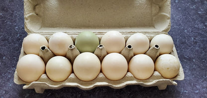 Le Capitaine certified organic, kosher free-range duck eggs, dozen