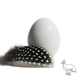 12 x eggs of Guineau fowl / Pintade