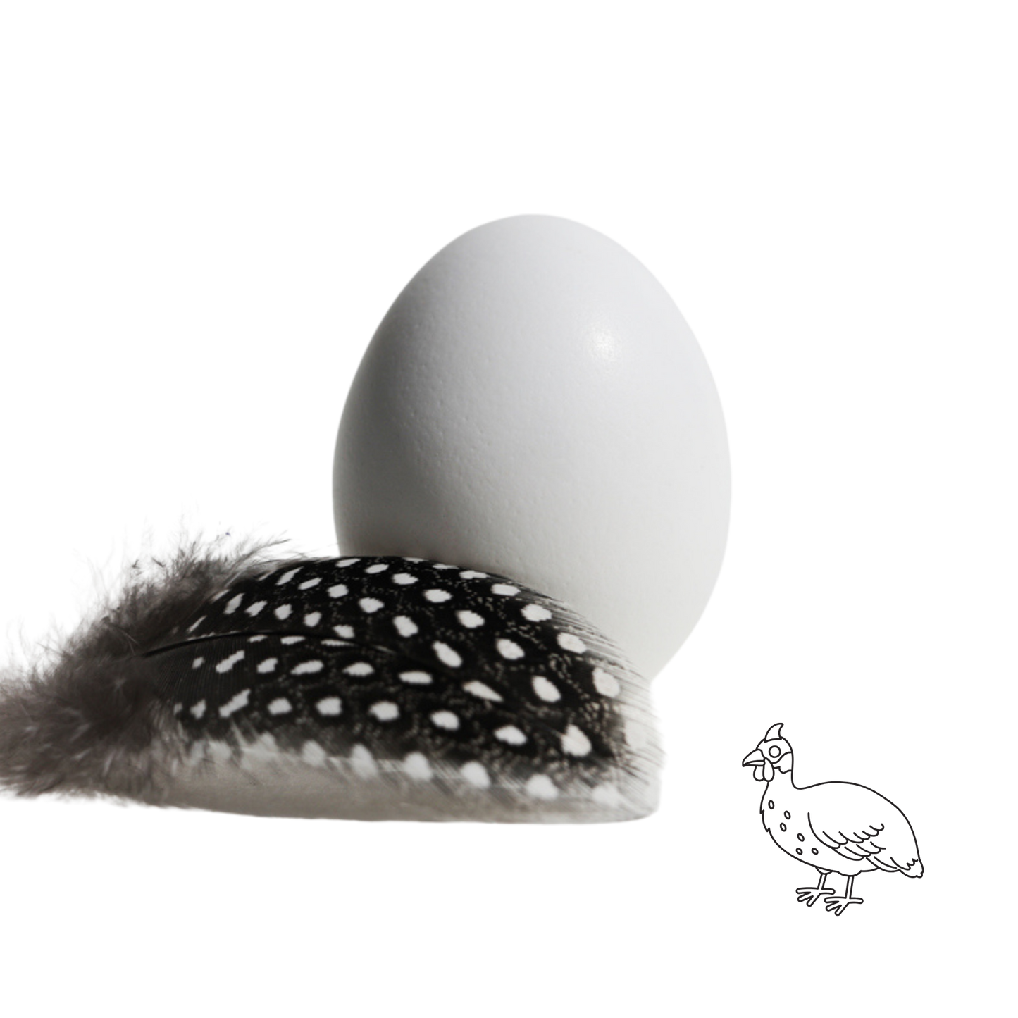 12 x eggs of Guineau fowl / Pintade