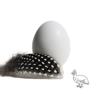 Le Capitaine guinea fowl (pintade) eggs, dozen