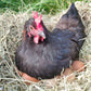 12 x Free Run Hens Large Brown Eggs