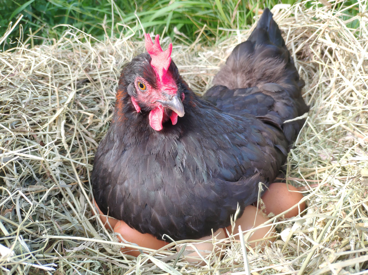 Le Capitaine extra-large brown eggs, dozen - farm-fresh eggs, close-up