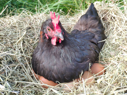 Le Capitaine extra-large brown eggs, dozen - farm-fresh eggs, close-up